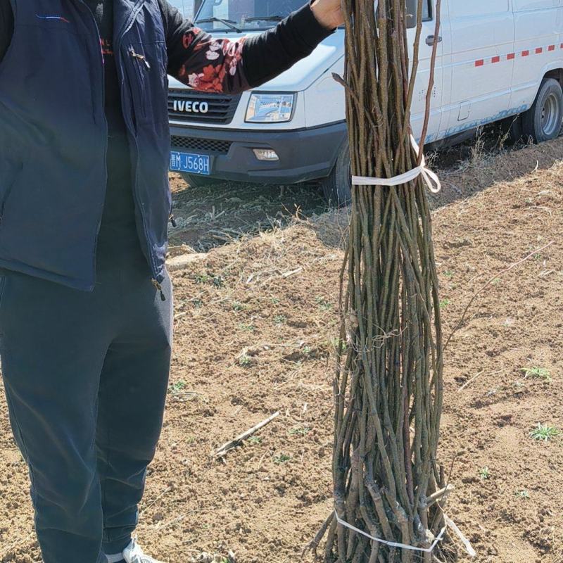 梨树苗