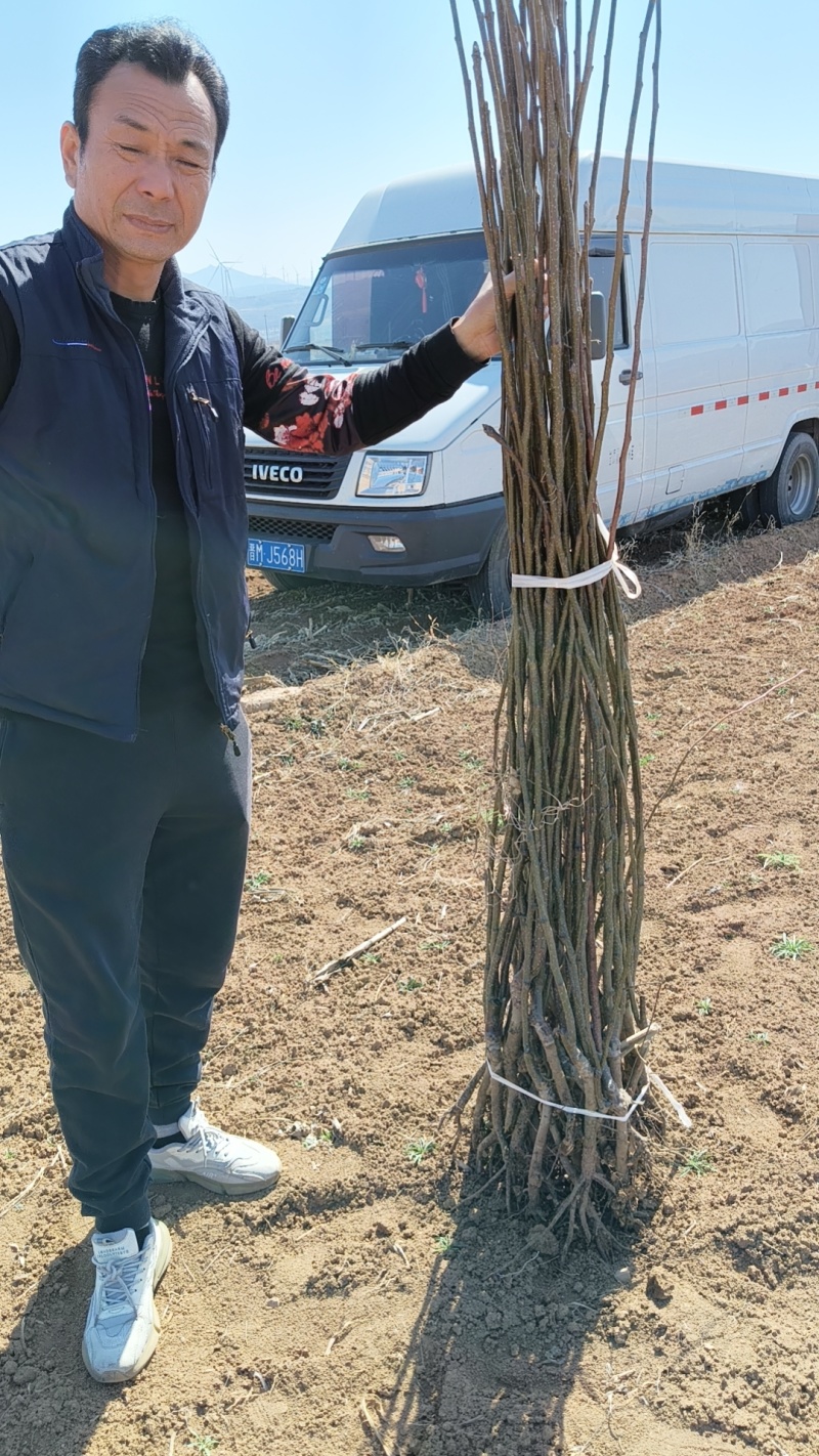 梨树苗