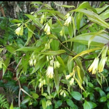 万寿竹根，百尾笋，龙须根，香花子，地产鲜货，干货