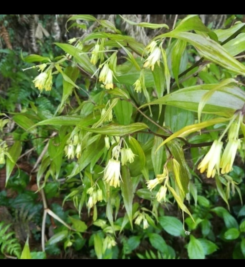 万寿竹根，百尾笋，龙须根，香花子，地产鲜货，干货