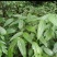 万寿竹根，百尾笋，龙须根，香花子，地产鲜货，干货