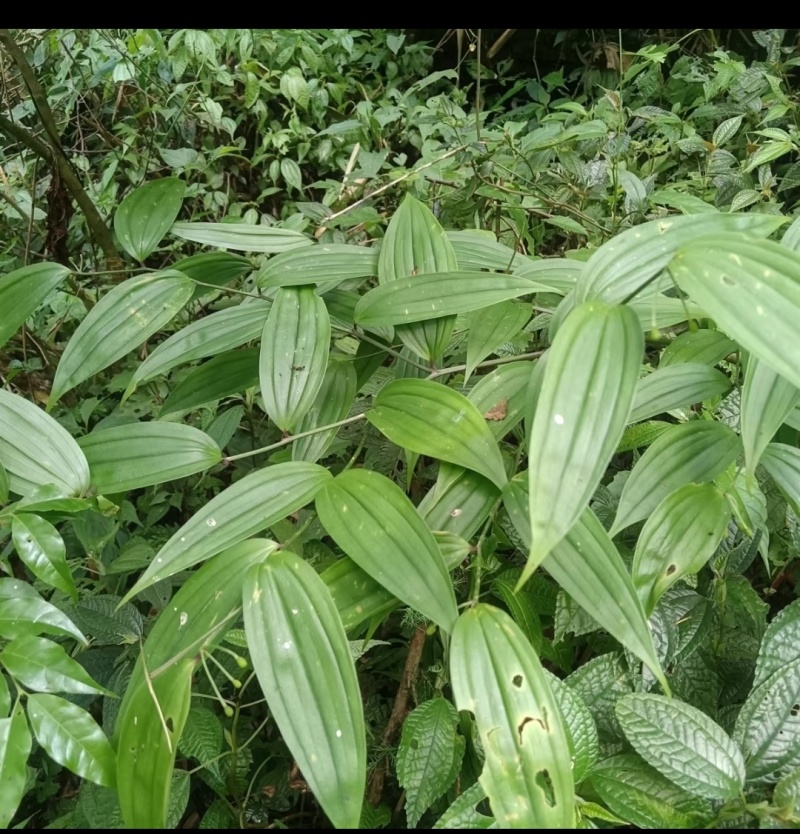 万寿竹根，百尾笋，龙须根，香花子，地产鲜货，干货