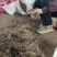 万寿竹根，百尾笋，龙须根，香花子，地产鲜货，干货