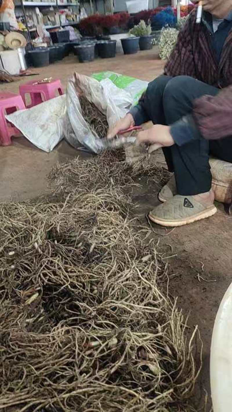 万寿竹根，百尾笋，龙须根，香花子，地产鲜货，干货