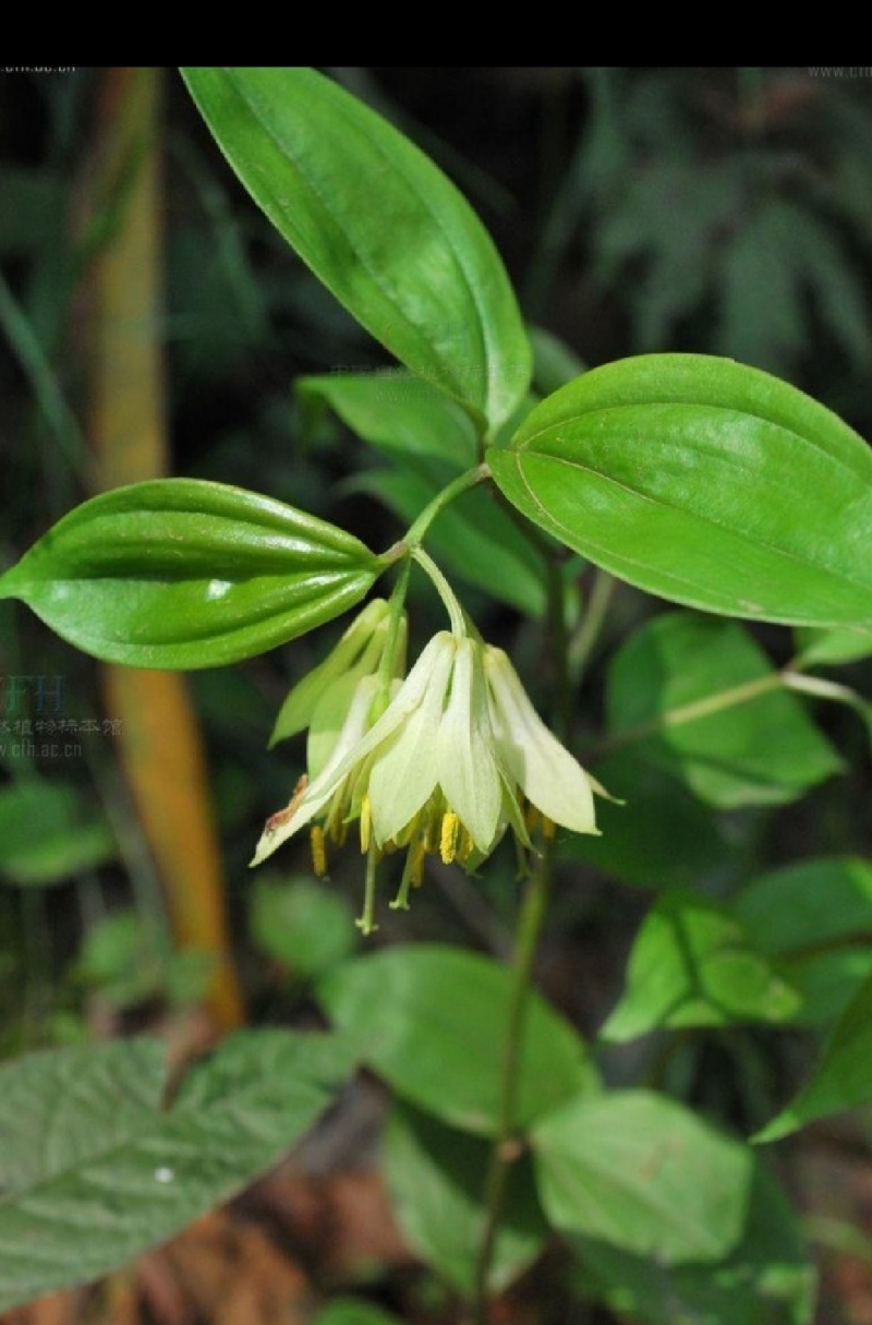 万寿竹根，百尾笋，龙须根，香花子，地产鲜货，干货
