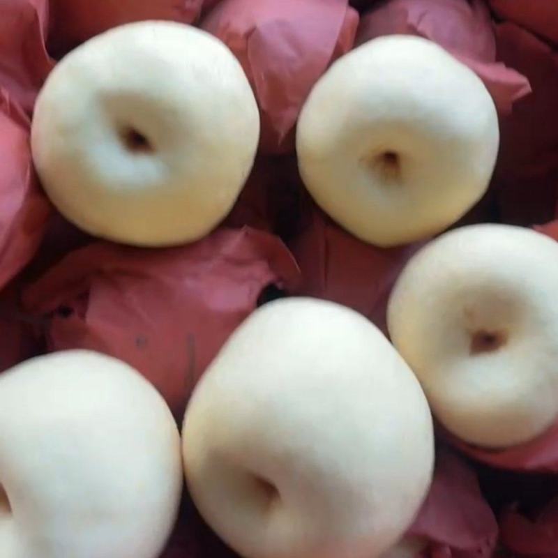纸袋酥梨大量供应