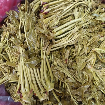 香椿芽麻阳农夫直发露天野生春木芽