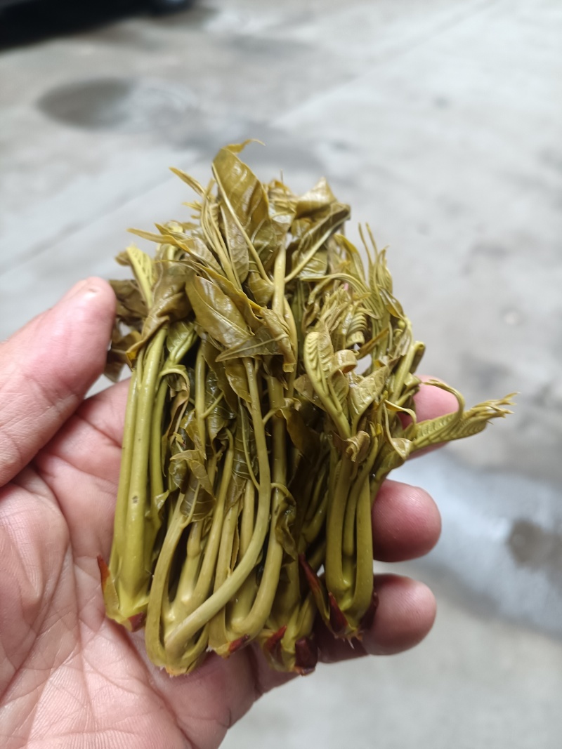 香椿芽麻阳农夫直发露天野生春木芽