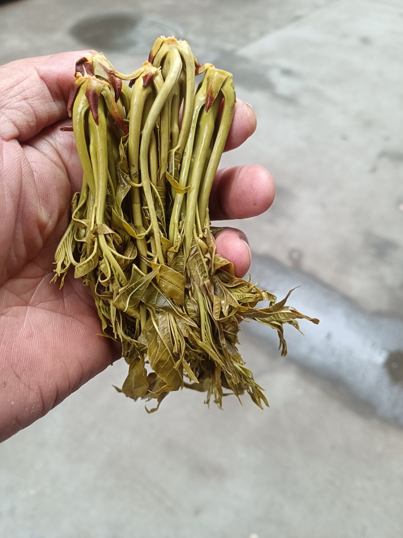 香椿芽麻阳农夫直发露天野生春木芽