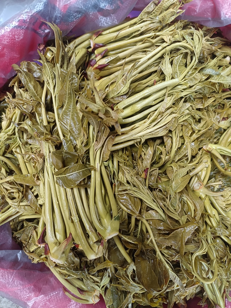 香椿芽麻阳农夫直发露天野生春木芽