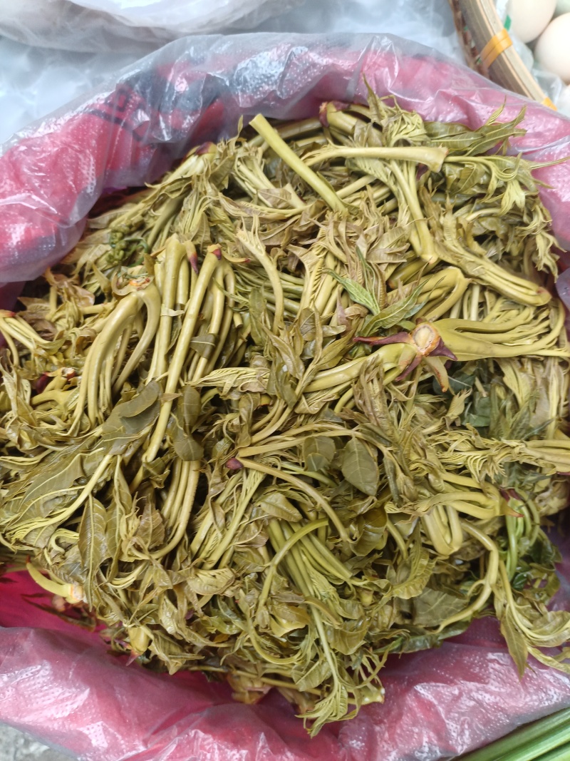 香椿芽麻阳农夫直发露天野生春木芽