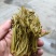 香椿芽麻阳农夫直发露天野生春木芽