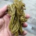 香椿芽麻阳农夫直发露天野生春木芽