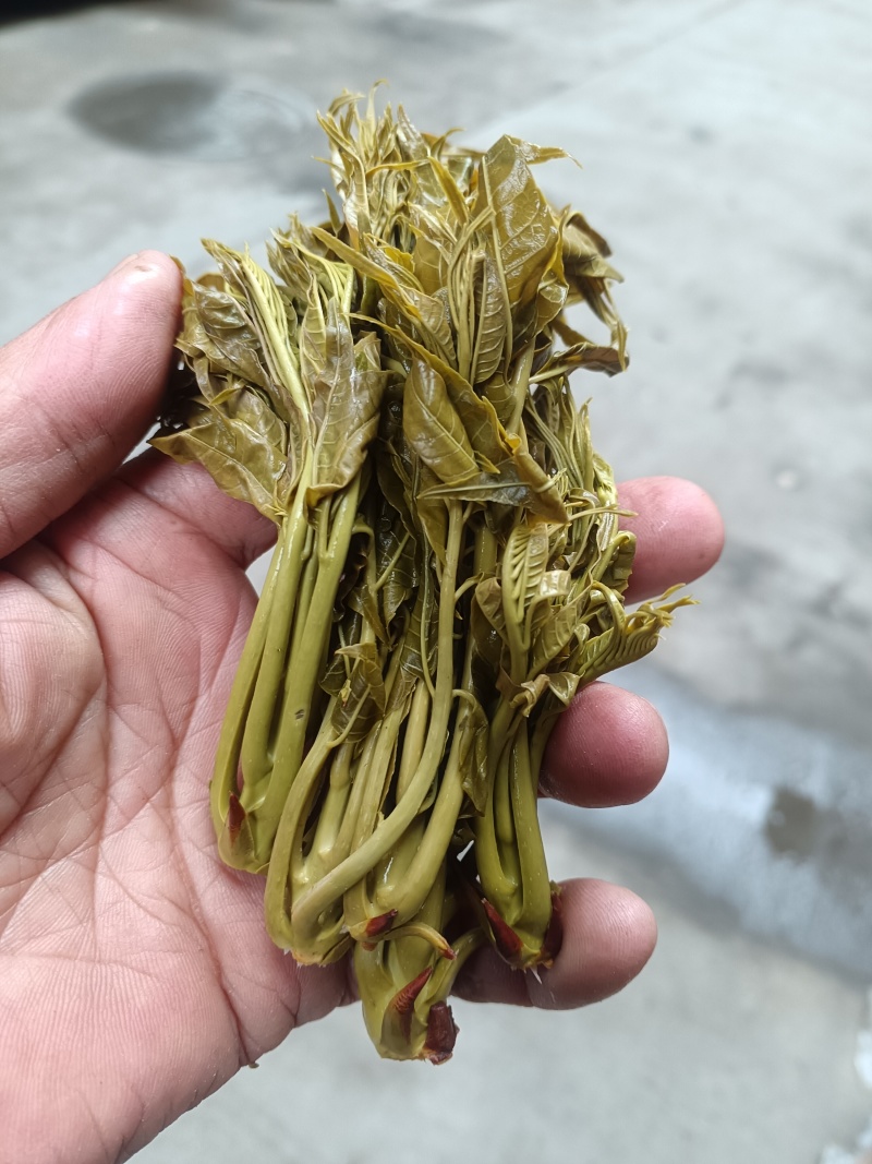 香椿芽麻阳农夫直发露天野生春木芽