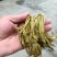 香椿芽麻阳农夫直发露天野生春木芽