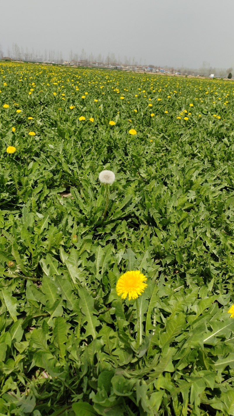 蒲公英干货湿