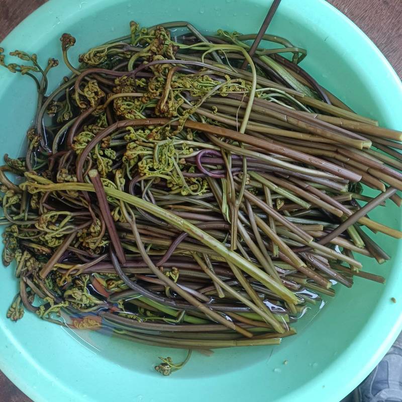 蕨菜龙爪菜野生麻阳农夫直发