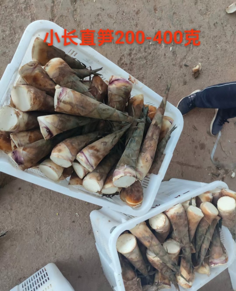 云南水果甜笋、精品小弯小笋！价格美丽、品质口感与大笋一致