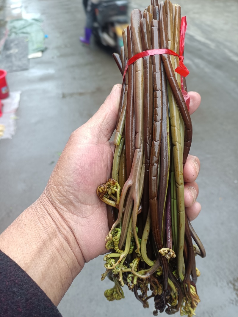 蕨菜龙爪菜野生麻阳农夫直发