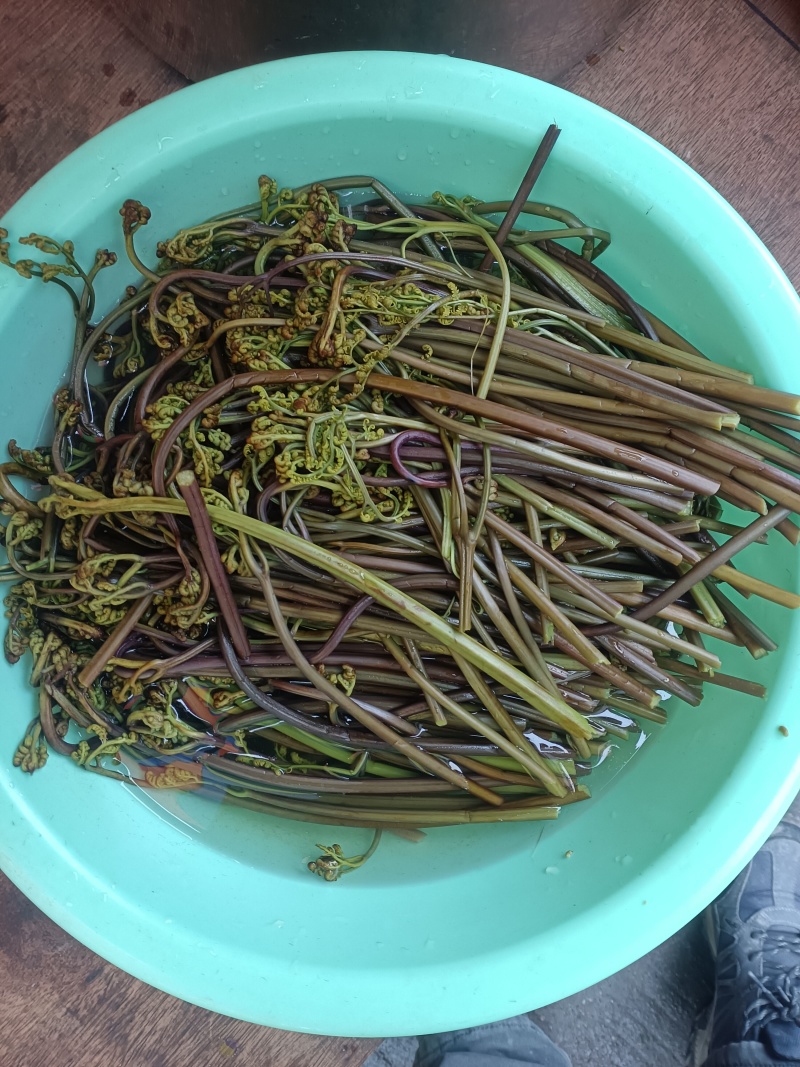 蕨菜龙爪菜野生麻阳农夫直发