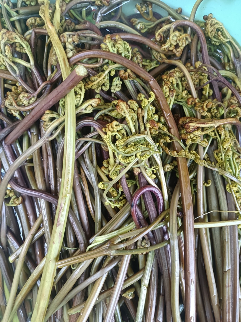 蕨菜龙爪菜野生麻阳农夫直发