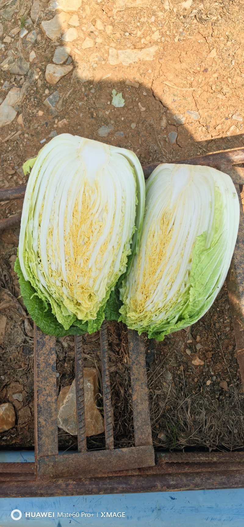 云南高山大白菜，常年供应，直接对接告别中间商，可来基地看