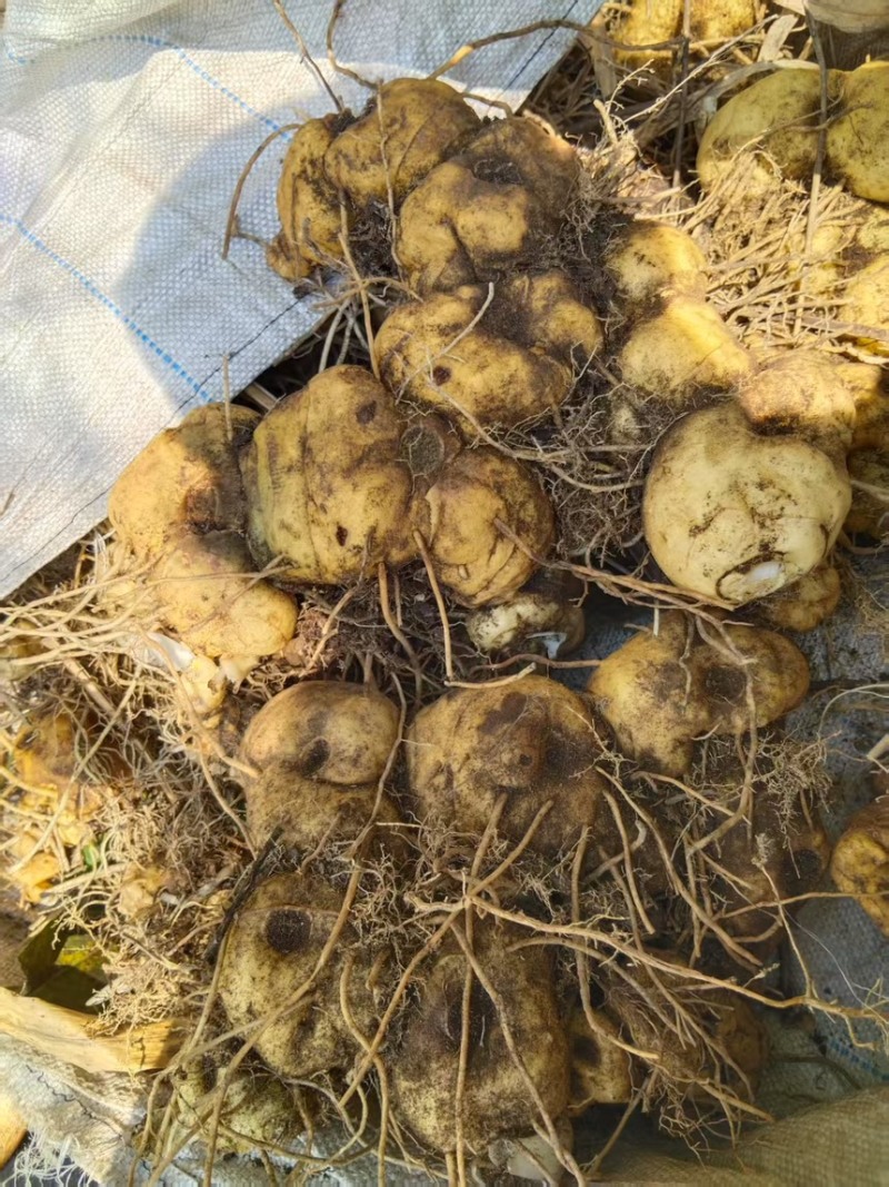 野生悬崖黄精，大量供应，九蒸九晒的老板们，欢迎咨询，