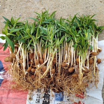 桃树苗桃花嫁桃子树可苗嫁接带土带叶南方种植正宗100株新