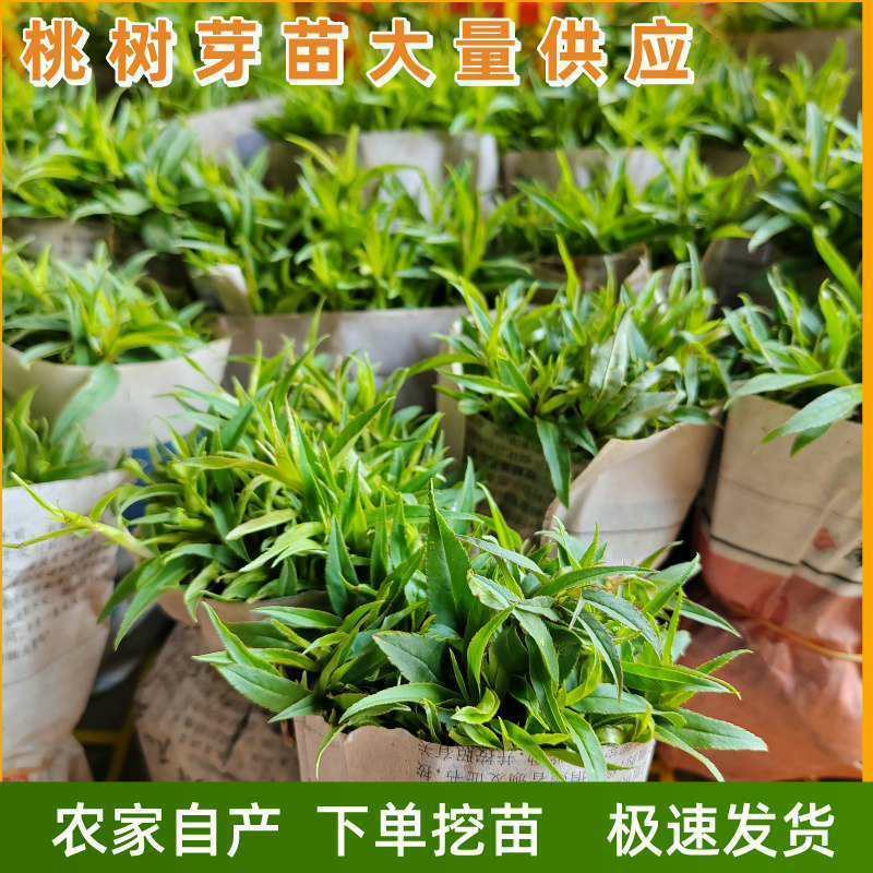 桃树苗桃花嫁桃子树可苗嫁接带土带叶南方种植正宗100株新