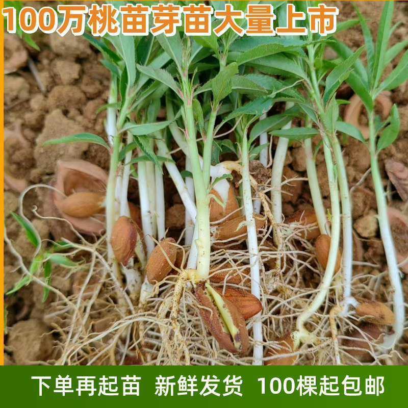 桃树苗桃花嫁桃子树可苗嫁接带土带叶南方种植正宗100株新