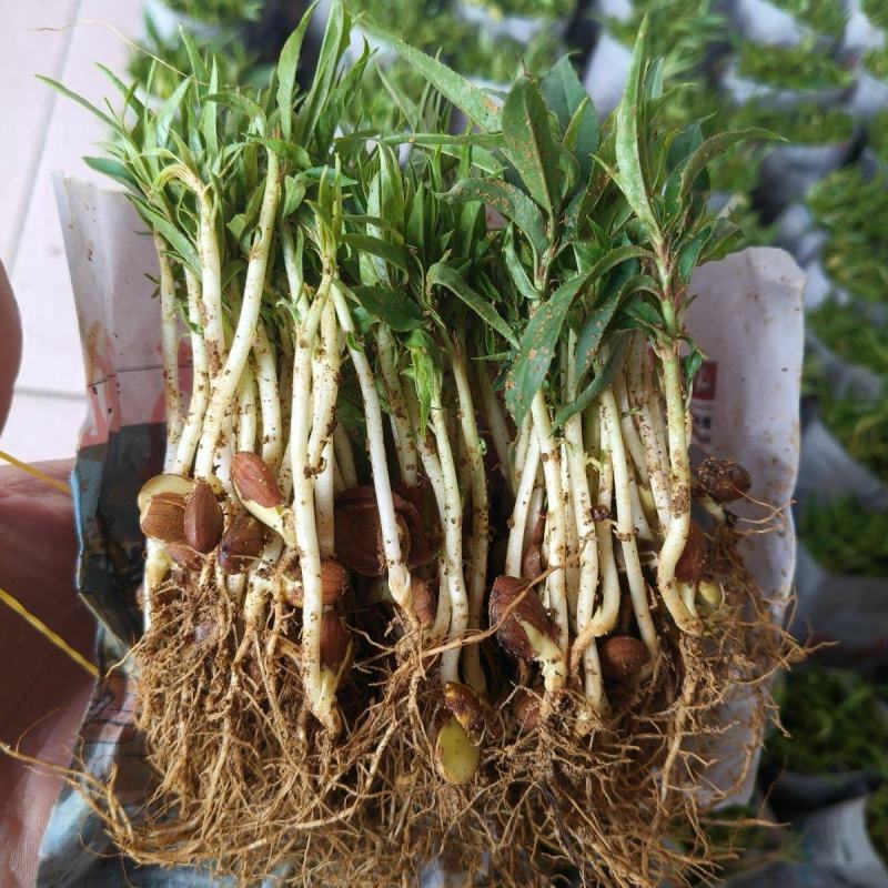 桃树苗桃花嫁桃子树可苗嫁接带土带叶南方种植正宗100株新