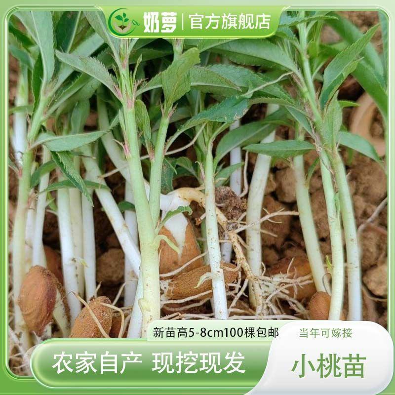 桃树苗桃花嫁桃子树可苗嫁接带土带叶南方种植正宗100株新