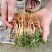 桃树苗桃花嫁桃子树可苗嫁接带土带叶南方种植正宗100株新
