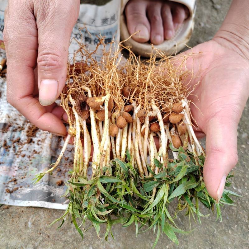 桃树苗桃花嫁桃子树可苗嫁接带土带叶南方种植正宗100株新