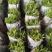 桃树苗桃花嫁桃子树可苗嫁接带土带叶南方种植正宗100株新