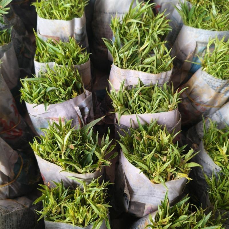 桃树苗桃花嫁桃子树可苗嫁接带土带叶南方种植正宗100株新