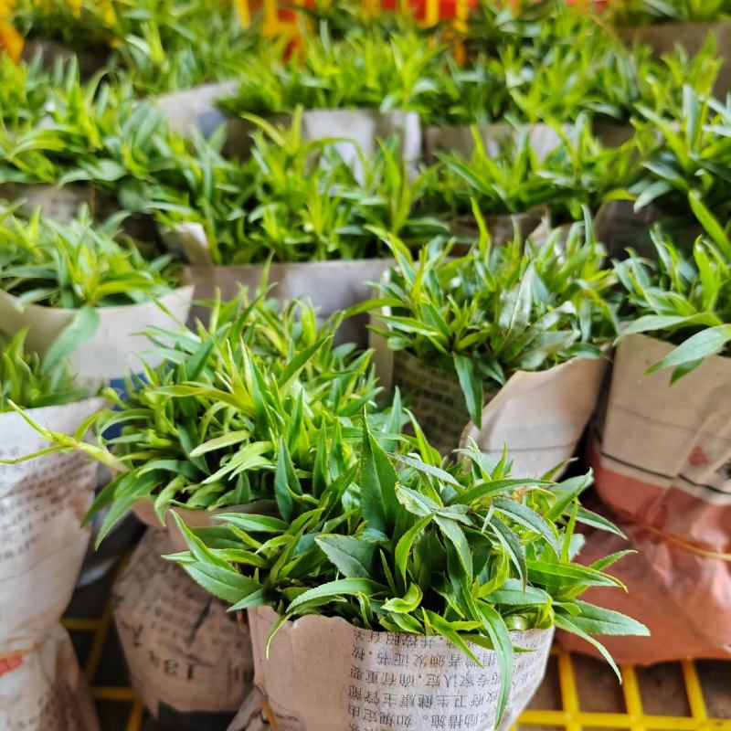 桃树苗桃花嫁桃子树可苗嫁接带土带叶南方种植正宗100株新