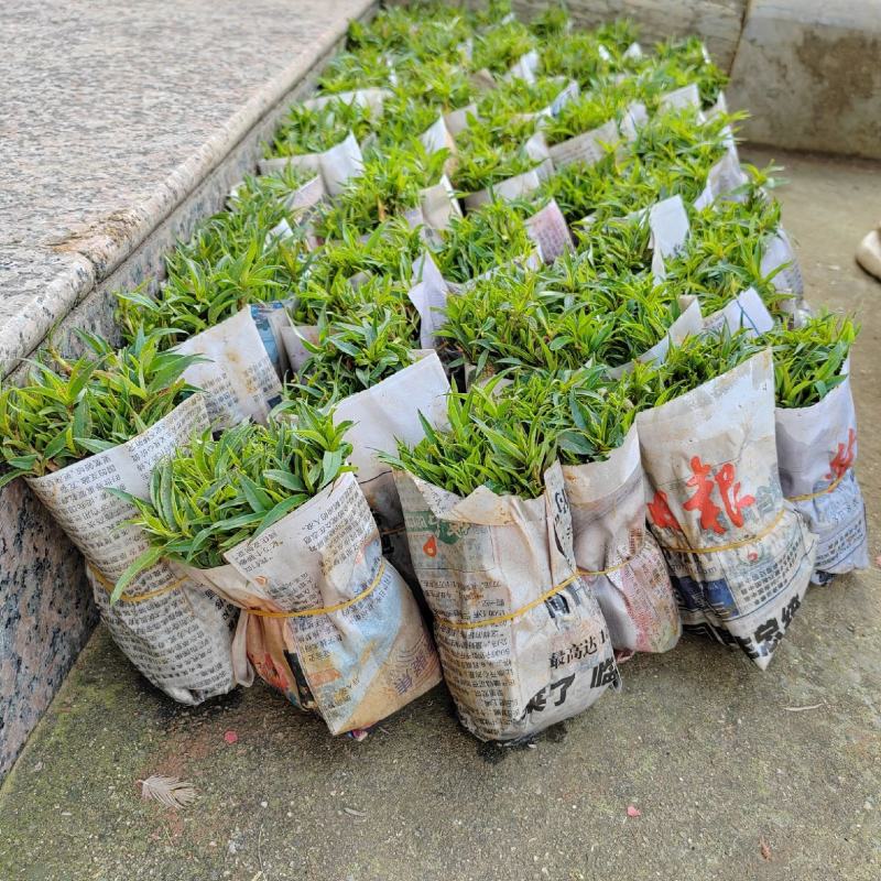 桃树苗桃花嫁桃子树可苗嫁接带土带叶南方种植正宗100株新