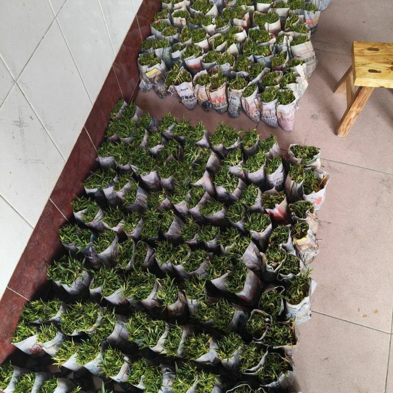 桃树苗桃花嫁桃子树可苗嫁接带土带叶南方种植正宗100株新