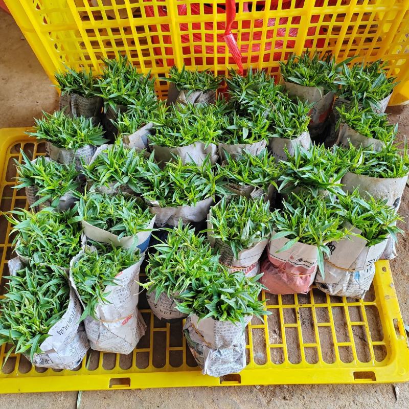 桃树苗桃花嫁桃子树可苗嫁接带土带叶南方种植正宗100株新