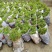 桃树苗桃花嫁桃子树可苗嫁接带土带叶南方种植正宗100株新