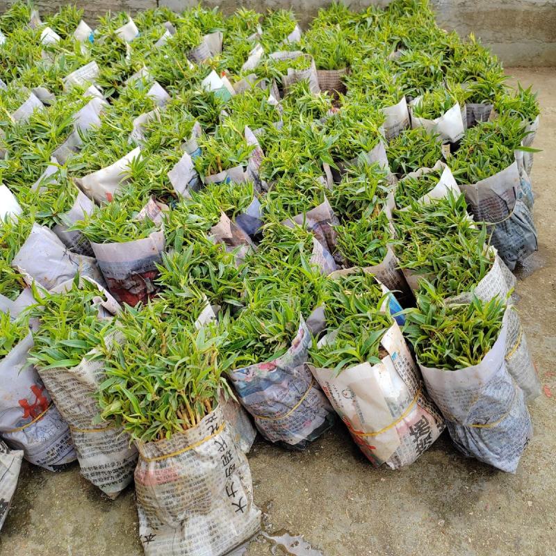 桃树苗桃花嫁桃子树可苗嫁接带土带叶南方种植正宗100株新