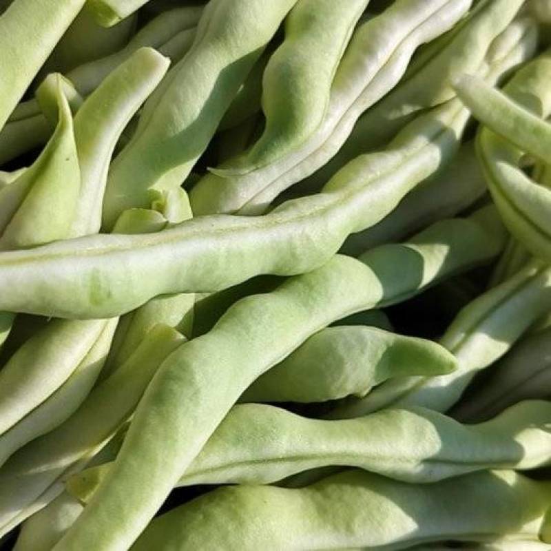 平度芸豆大量上市了