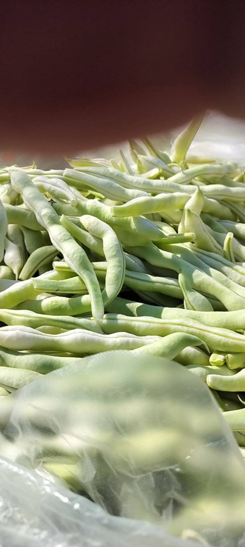 平度芸豆大量上市了