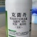 果优40克菌丹杀菌剂克菌舟老牌子农用杀菌斑点落叶病正品农