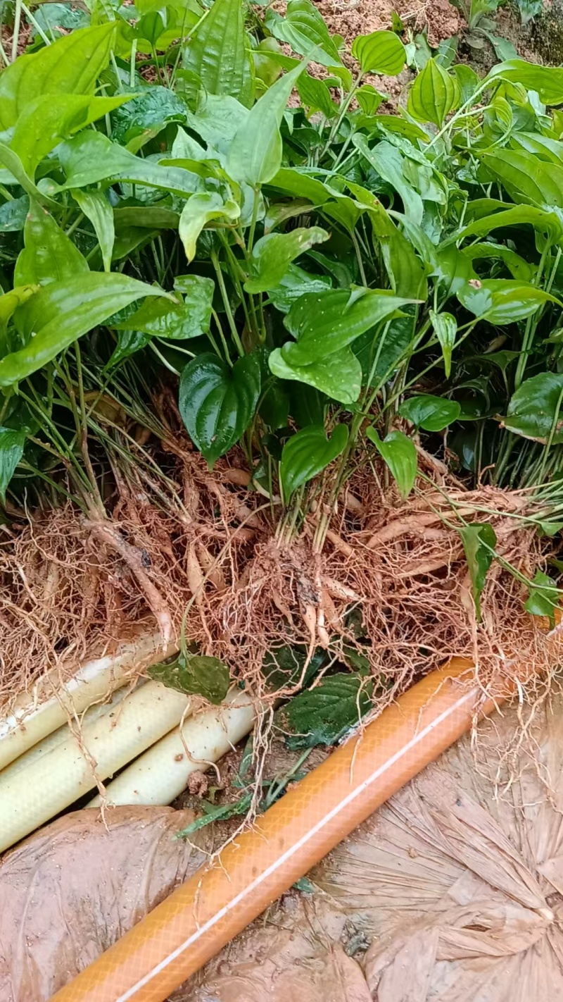 红花紫花白花百部苗广西百部种苗良种