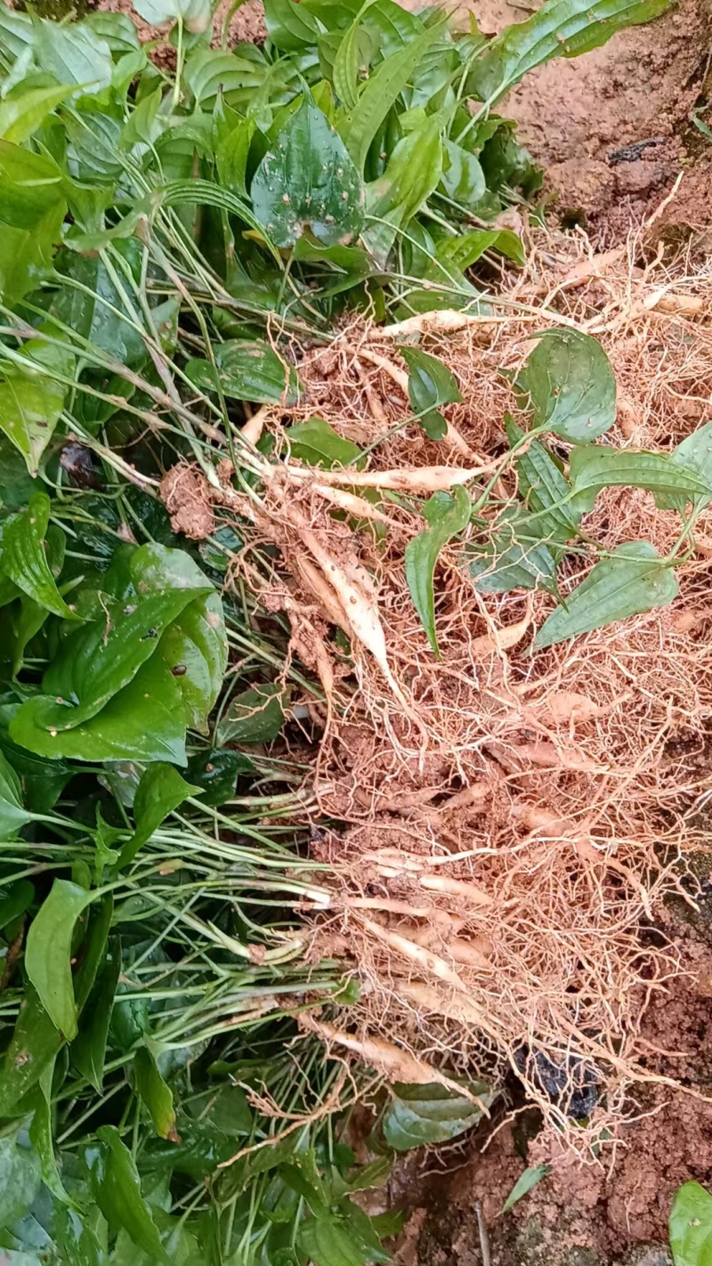 红花紫花白花百部苗广西百部种苗良种