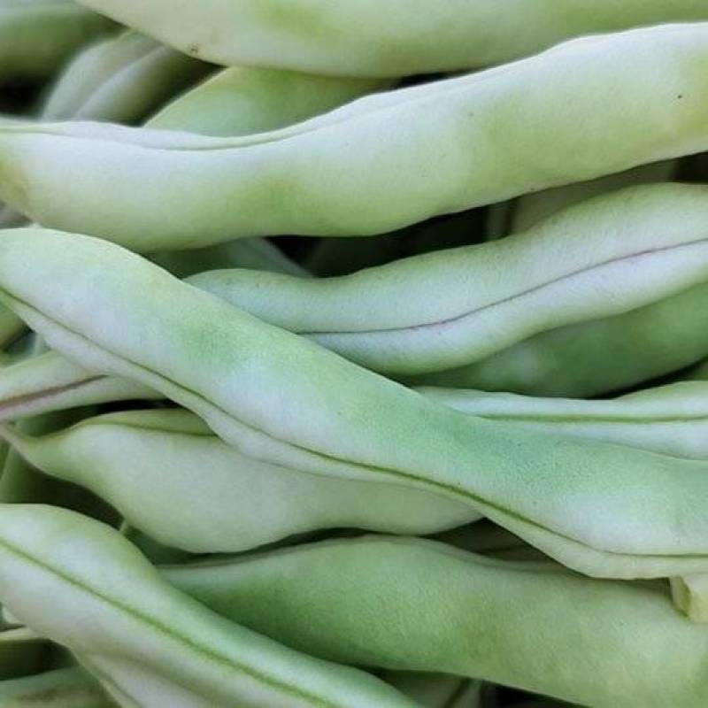 平度芸豆大量上市了