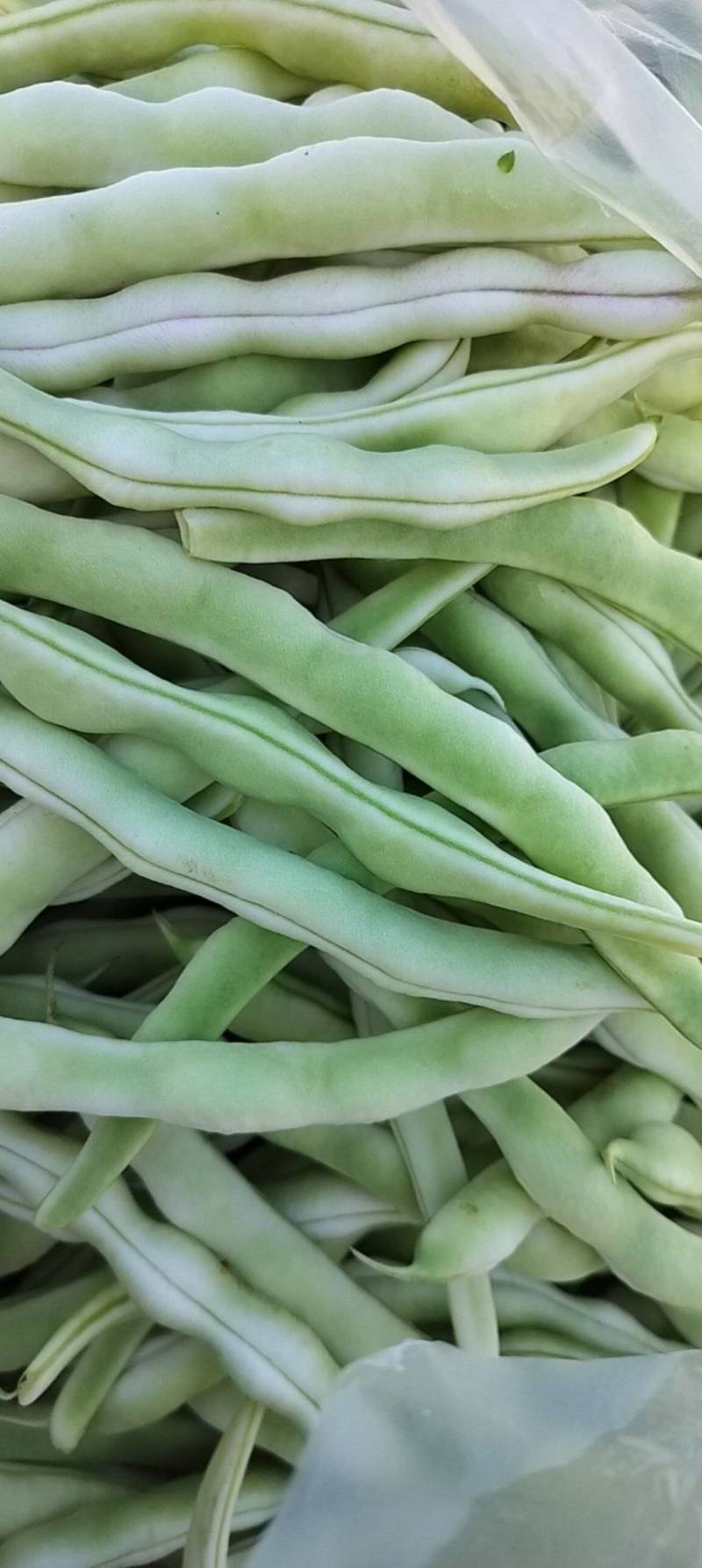 平度芸豆大量上市了