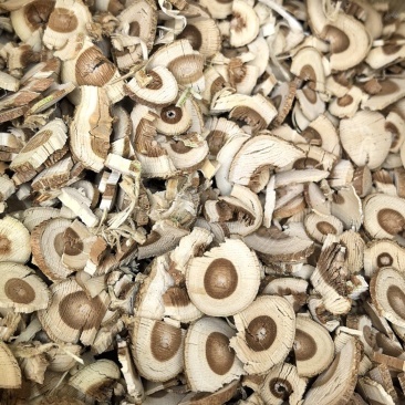 长白山纯野生桑树枝片